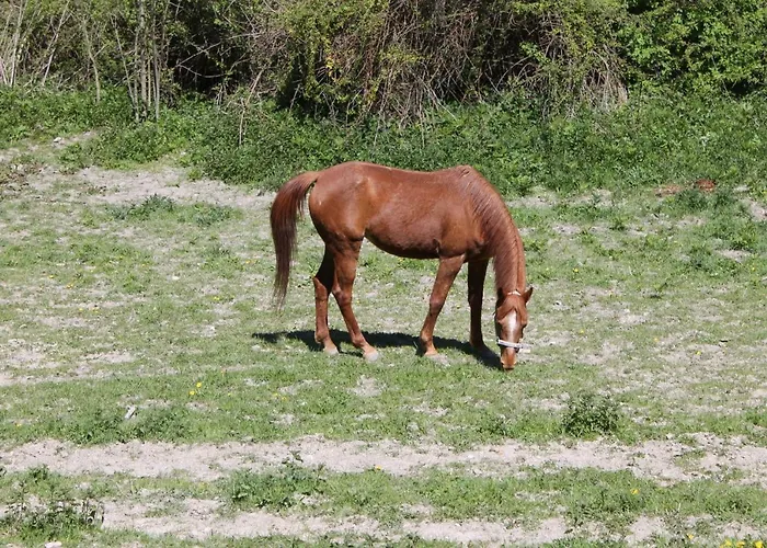 住宿加早餐酒店 Paradiso 古比奥
