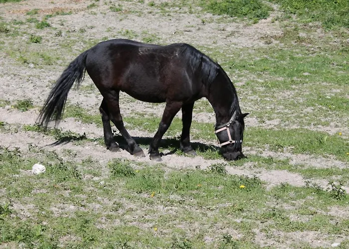 住宿加早餐酒店 Paradiso 3*