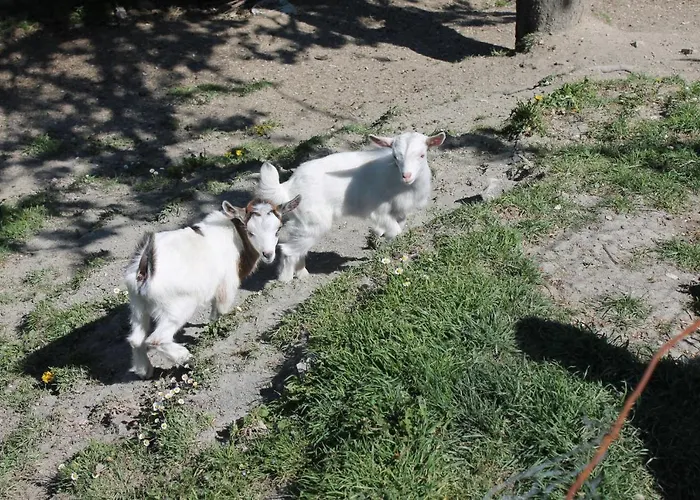 住宿加早餐酒店 Paradiso 3*